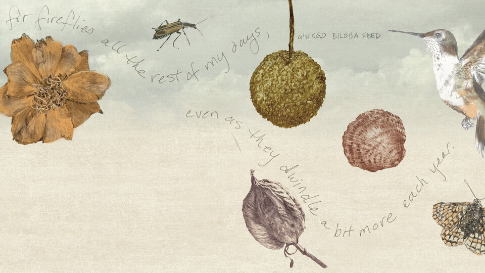 Collage of illustrations with leaves, bugs, and birds